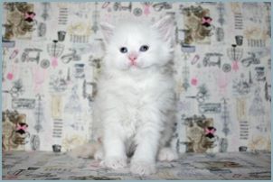 Male Siberian Kitten from Deedlebug Siberians